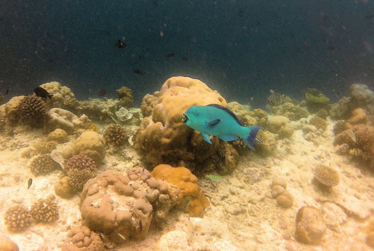 Papageienfisch