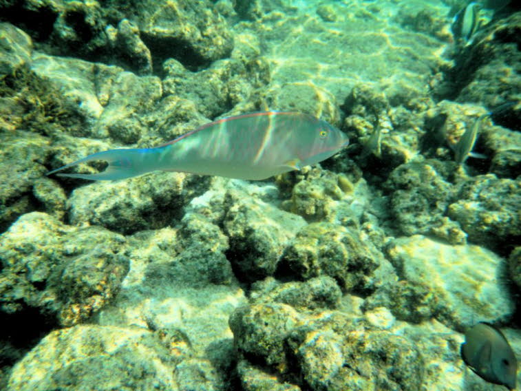Papageienfisch