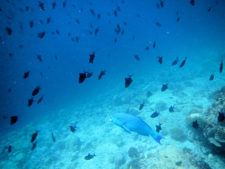 Papageienfisch