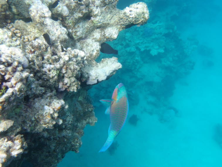 Papageifisch