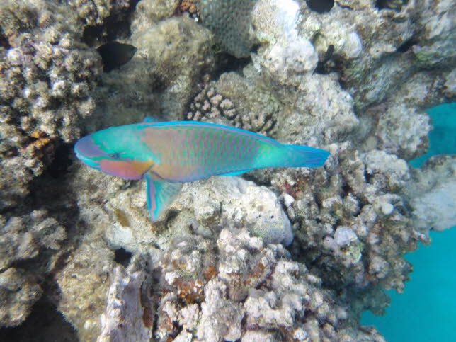 Papageienfische, ein Schlssel zum berleben im Korallenriff Scaridae (Papageienfische) sind ein Symbol fr Korallenriffe. Etwa 90 Arten bevlkern tropische und subtropische Gebiete auf dem Planeten. Sie zeichnen sich durch einen langen Krper und ein Mau