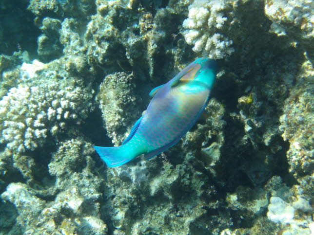 Zweifarben-Papageifisch Beschreibung der Enzyklopdie Endloser Ozean Diese Fische haben schmale, spindelfrmige Krper mit runden Kpfen. Sie sind meist blau, mit einem Hauch von Pfirsich an den Rndern der Flossen. Sie knnen das ganze Jahr ber in der 