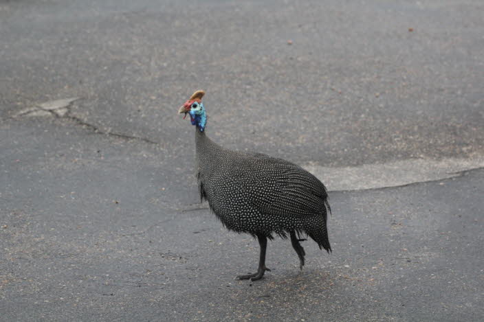 Perlhuhn 