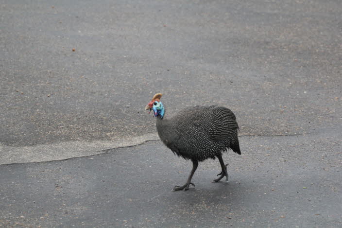 Perlhuhn 