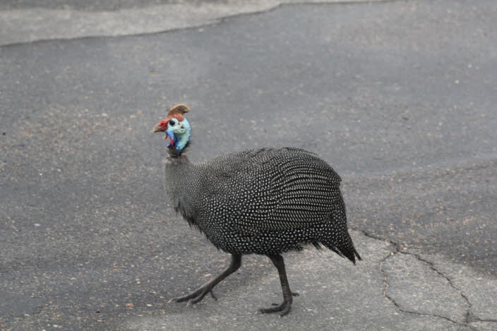 Perlhuhn