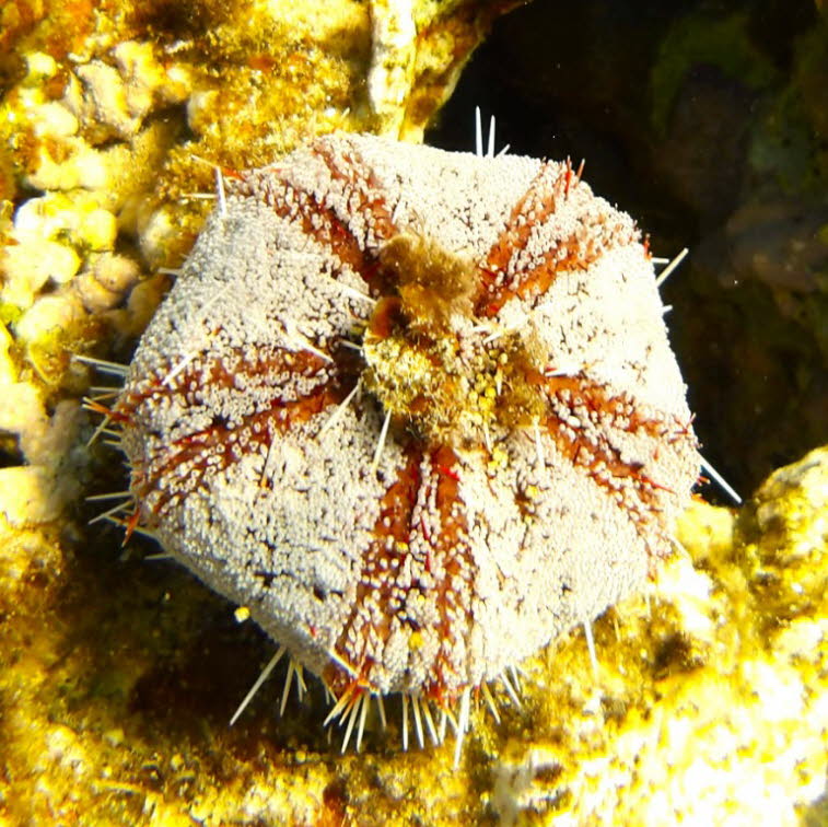Pfaffenhut-Seeigel (Tripneustes gratilla) Pfaffenhut-Seeigel (Tripneustes gratilla): Form: Die Schale wirkt von oben leicht f�nfeckig. Farbe: Er hat oft helle Grundt�ne mit auff�lligen r�tlichen Streifen. Tarnung: Diese Art bedeckt sich gerne mit Muscheln