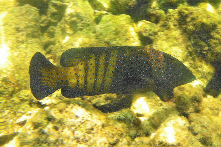 Pfauen-Zackenbarsch Cephalopholis argus 