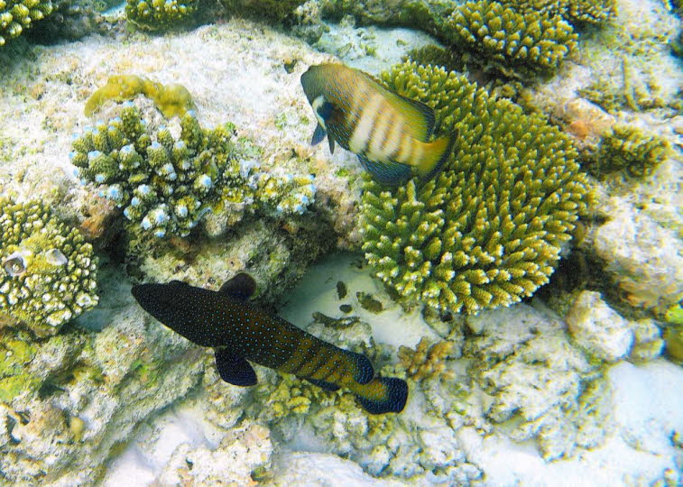 Pfauen-Zackenbarsch Cephalopholis argus