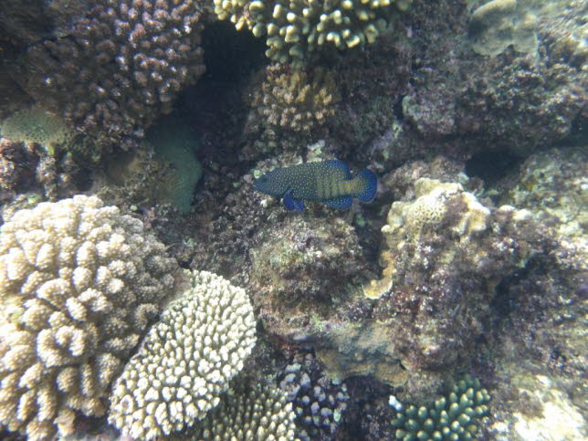 fauen-Zackenbarsch Cephalopholis argus: Dieser Pfauen-Zackenbarsch  kommt an Korallenriffen in einem Tiefenbereich von 1-40 m vor, typischerweise weniger als 10 m. Die Art ist territorial und unterteilt ihren Lebensraum in groe (bis zu 2000 m2) Reviere, 