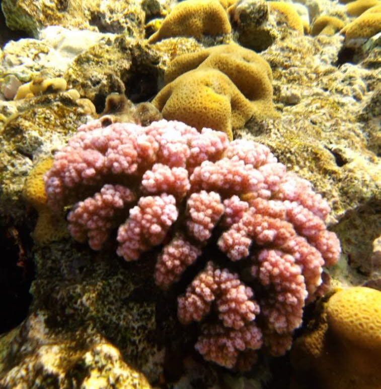 Pf�tchenkoralle oder Warzige Buschkoralle (Pocillopora verrucosa) �	Pf�tchenkoralle oder Warzige Buschkoralle (Pocillopora verrucosa): Aussehen: Kompakte Kolonie mit kurzen, buschigen und oft warzigen �sten. Farbe: H�ufig rosa, cremefarben oder hellbraun,