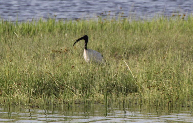 Pharaonenibis