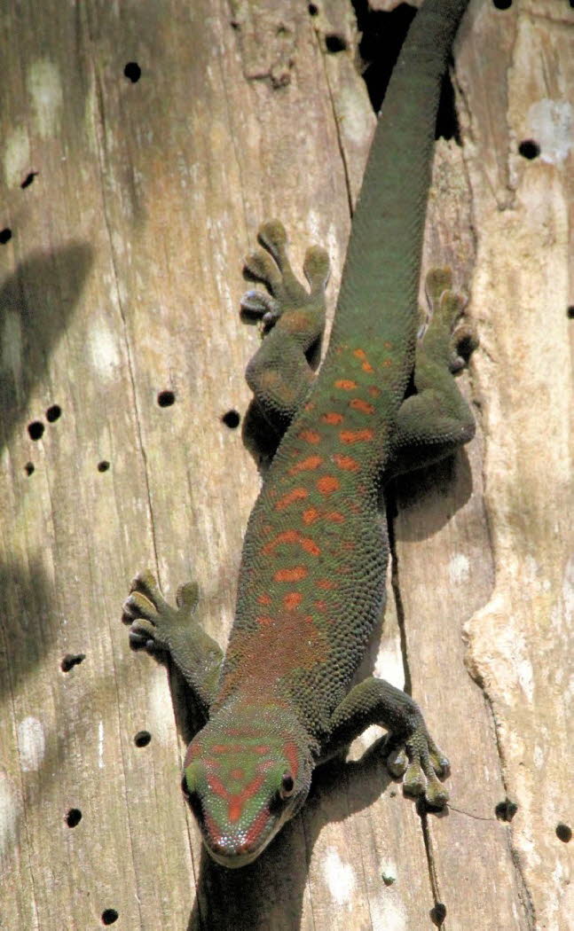 Groer Madagaskar-Taggecko