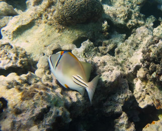 Picassodrckerfisch: Der Picasso-Drckerfisch (Huma huma nuka nuka apua a, Rhinecanthus aculeatus) ist vielleicht einer der am leichtesten zu erkennenden Salzwasser-Aquarienfische im Hobby, da er sehr robust, relativ preiswert ist und eine ausgeprgte leb