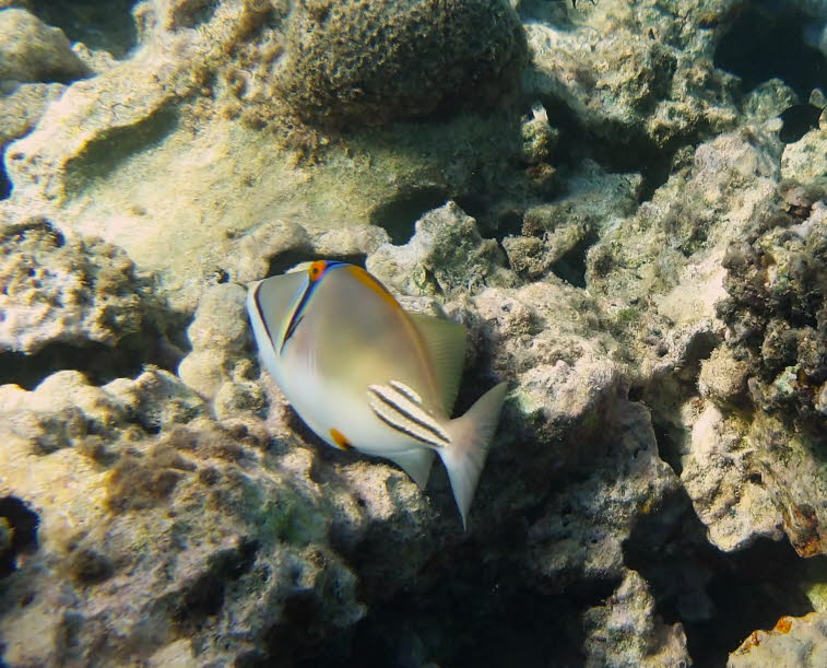 Picassodr�ckerfisch