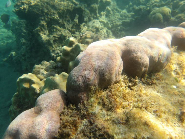 Porites  Steinkoralle