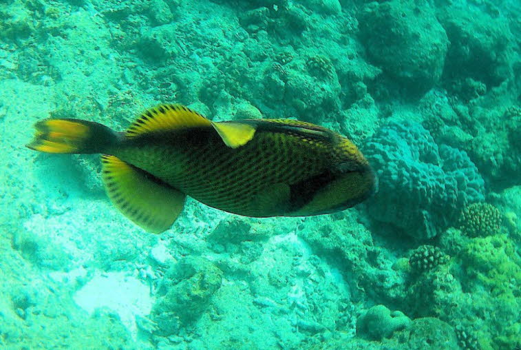 Riesendr�ckerfisch: Gr��e: Er ist die gr��te Dr�ckerfischart im Indopazifik und Roten Meer und wird bis zu 75 cm lang. Aussehen: Er hat ein gr�nlich-gelbliches Netzmuster, dunkle B�nder im Gesicht und kr�ftige, zum Knacken von Schalen geeignete Z�hne. Ver