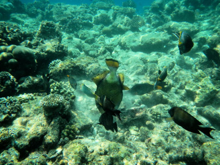 Riesen-Dr�ckerfisch Balistoides viridescens