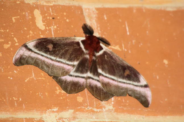 Riesen Madagaskar Kaiser-Motte