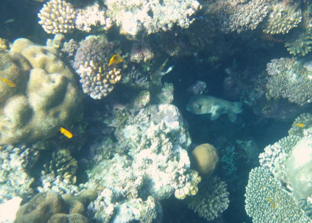 Riesen Stachelschweinkugelfisch: Der Riesen-Stachelschweinfisch oder Kokala scheint auf seinem Weg schwanken als zu schwimmen. Whrend seine groen Augen beeinducken, halten seine langen Stacheln alle Raubtiere auf Distanz!