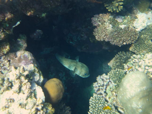 Riesen Stachelschweinkugelfisch