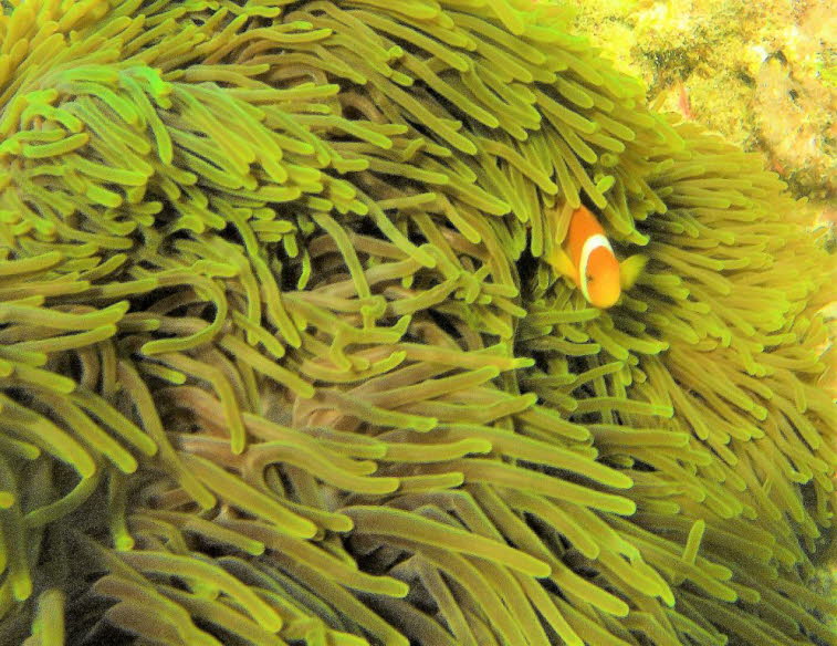 Riesenanemone mit Malediven-Anemonenfischen - Riesenanemone mit Malediven-Anemonenfischen: Anemonen besitzen in ihren Tentakeln tausende winzige Nesselzellen, die bei Ber�hrung ein t�dliches Gift f�r die meisten kleinen Fische injizieren. Der Malediven-An