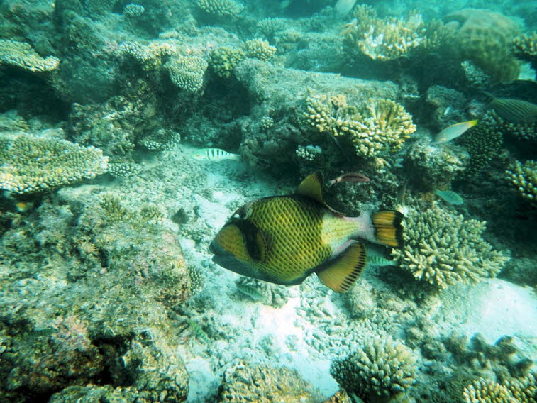 Riesendr�ckerfisch: Gr��e: Er ist die gr��te Dr�ckerfischart im Indopazifik und Roten Meer und wird bis zu 75 cm lang. Aussehen: Er hat ein gr�nlich-gelbliches Netzmuster, dunkle B�nder im Gesicht und kr�ftige, zum Knacken von Schalen geeignete Z�hne. Ver