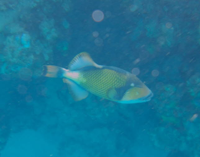  Riesen-Drckerfisch Balistoides viridescens:Titan Drckerfisch - Der Titan-Triggerfisch, Riesen-Triggerfisch oder Schnurrbart-Triggerfisch (Balistoides viridescens) ist eine groe Art von Triggerfisch, die in Lagunen und an Riffen bis zu einer Tiefe von }