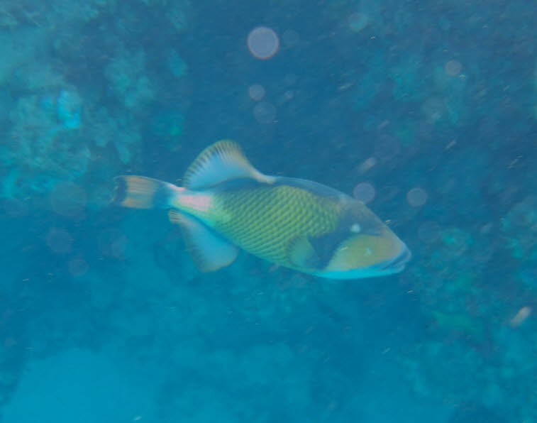 Riesendr�ckerfisch
