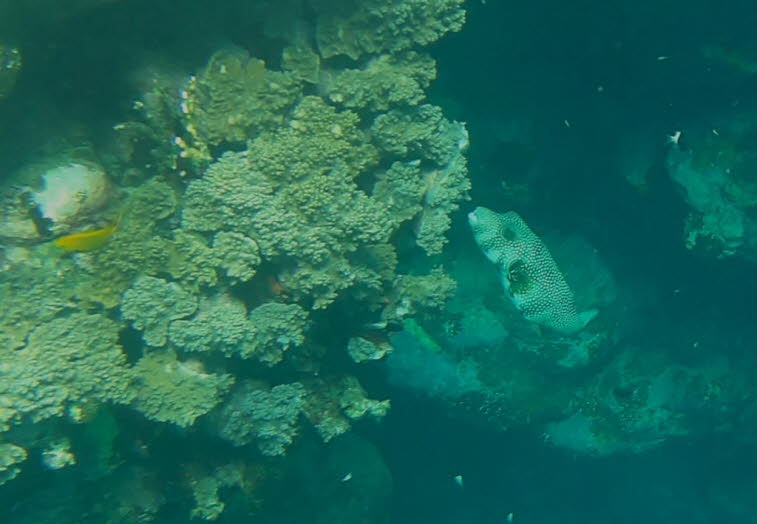 Riesenkugelfisch: Das ausgew�hlte Bild zeigt einen Riesenkugelfisch (Arothron stellatus), der an einem Riff schwimmt. Der Fisch hat einen hellen K�rper mit kleinen, dunklen Punkten und einen auff�lligen schwarzen Fleck an der Basis der Brustfinne. Im Hint
