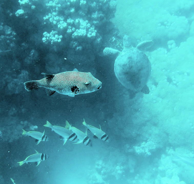 Riesenkugelfisch