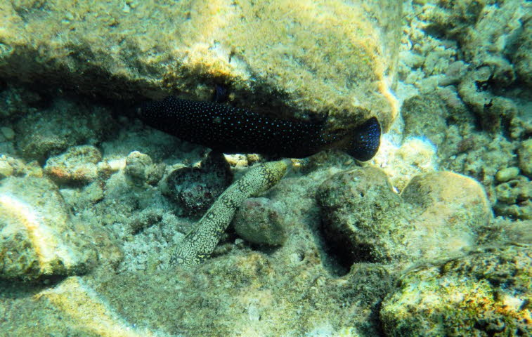 Riesenmur�ne (Gymnothorax javanicus)  