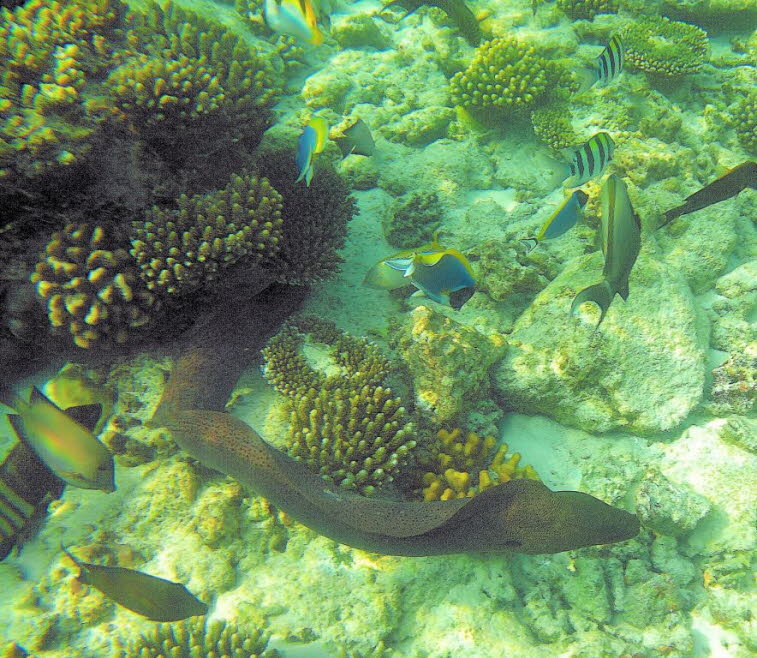 Riesenmur�ne (Gymnothorax javanicus) 