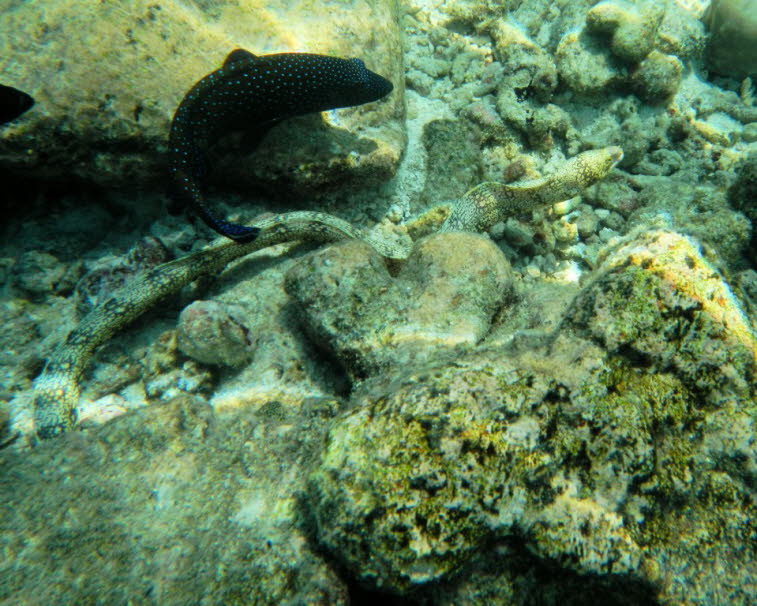 Riesenmur�ne (Gymnothorax javanicus)  