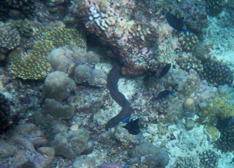 Riesenmur�ne Gymnothorax javanicus