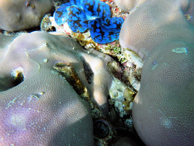 Riesenmuschel:  Das Bild zeigt eine bohrende Riesenmuschel (Tridacna crocea) mit leuchtend blauem Mantel, eingebettet in massives Korallengestein (Porites oder eine �hnliche Steinkoralle).
