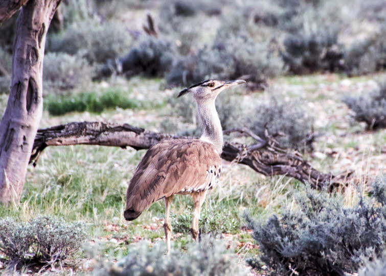 Riesentrappe (auch Koritrappe, Ardeotis kori))Riesentrappen (auch Koritrappe, Ardeotis kori) sind die schwersten flugf�higen Vogel Afrikas. �  Aussehen: Sie haben einen kr�ftigen K�rper, lange ungefiederte Beine, einen schlanken Hals und eine auff�llige F