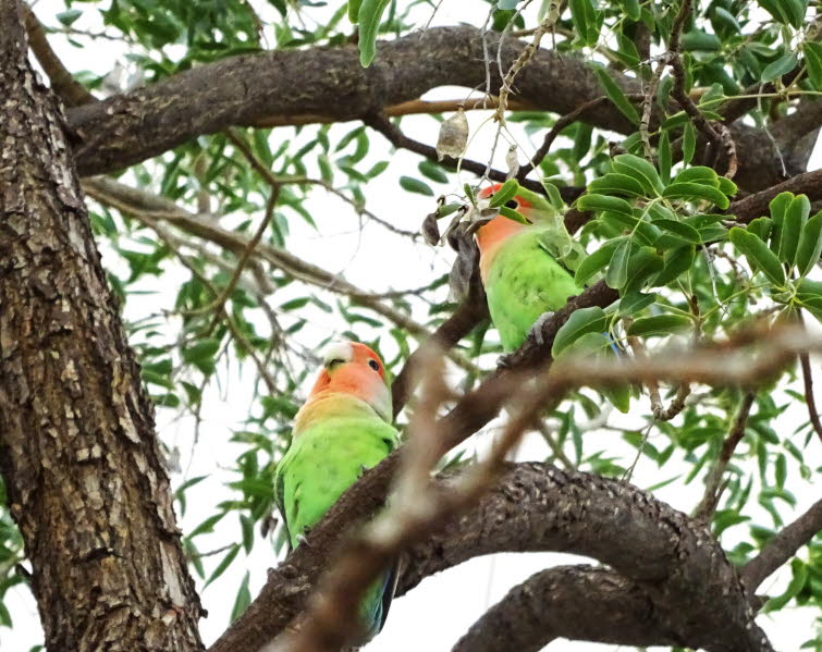 Rosenk�pfchen : Rosenk�pchen (Agapornis roseicollis) sind kleine, aber kluge und h�bsche Papageien aus S�dafrika. In Windhoek, Namibia, habe ich diese V�gel fotografiert. 