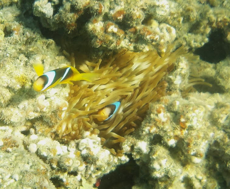 Rotmeer-Anemonenfisch: Die Fische haben einen br�unlichen bis gelblichen K�rper mit charakteristischen hellen, blau-wei�en Querbinden. Sie leben in enger Symbiose mit Anemonen, deren Tentakeln ihnen Schutz vor Fressfeinden bieten. Das Rote Meer ist der na
