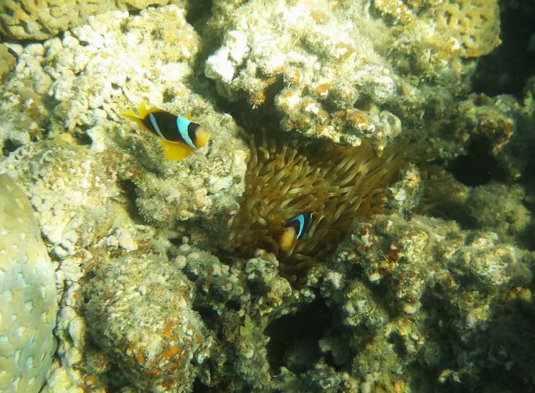Rotmeer-Anemonenfisch