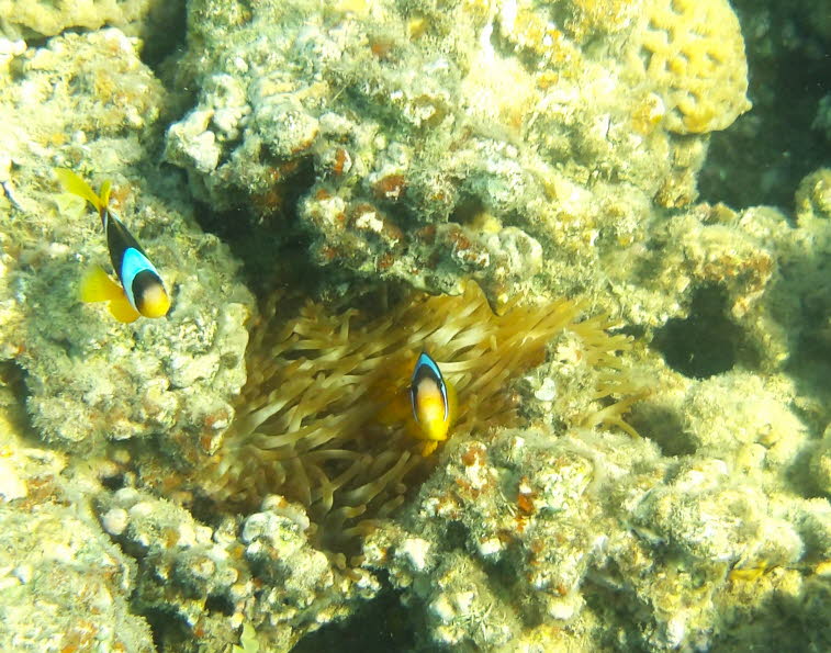 Rotmeer-Anemonenfisch