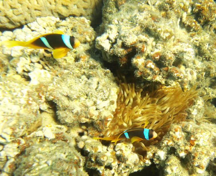 Rotmeer-Anemonenfisch