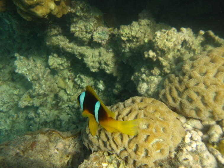 Rotmeer-Anemonenfisch 