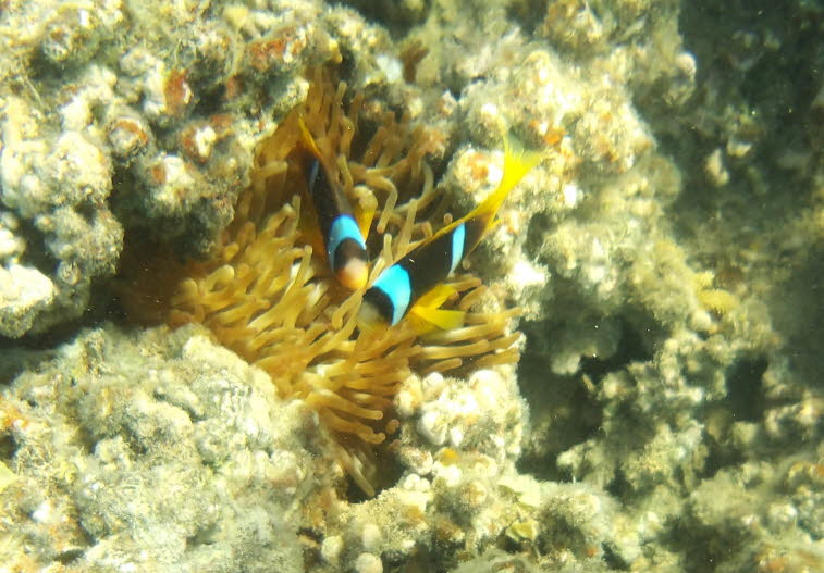 Rotmeer-Anemonenfisch 