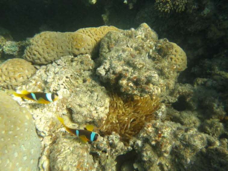 Rotmeer-Anemonenfisch