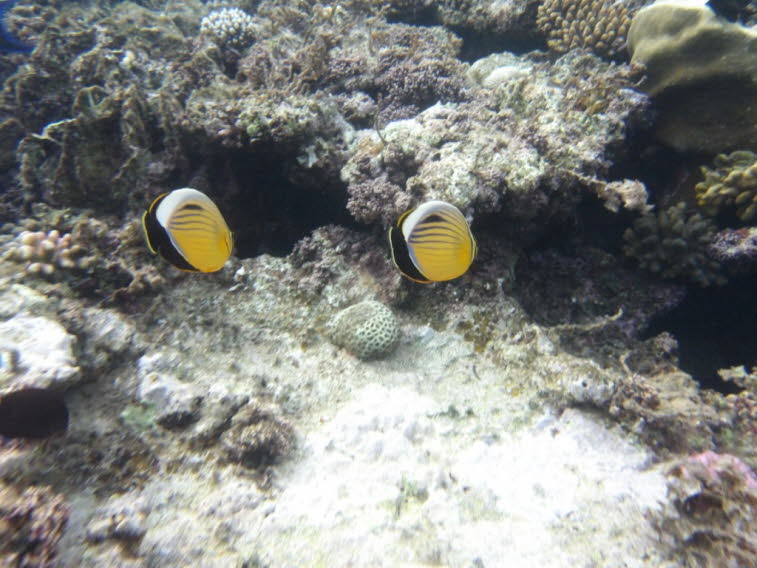 Rotmeer-Rippen-Falterfisch (Chaetodon austriacus), der im Englischen auch als Blacktail Butterflyfish bekannt ist. Aussehen: Er hat einen gelblichen, seitlich abgeflachten K�rper mit feinen dunklen L�ngsstreifen, einen dunklen Schwanzbereich und eine mark