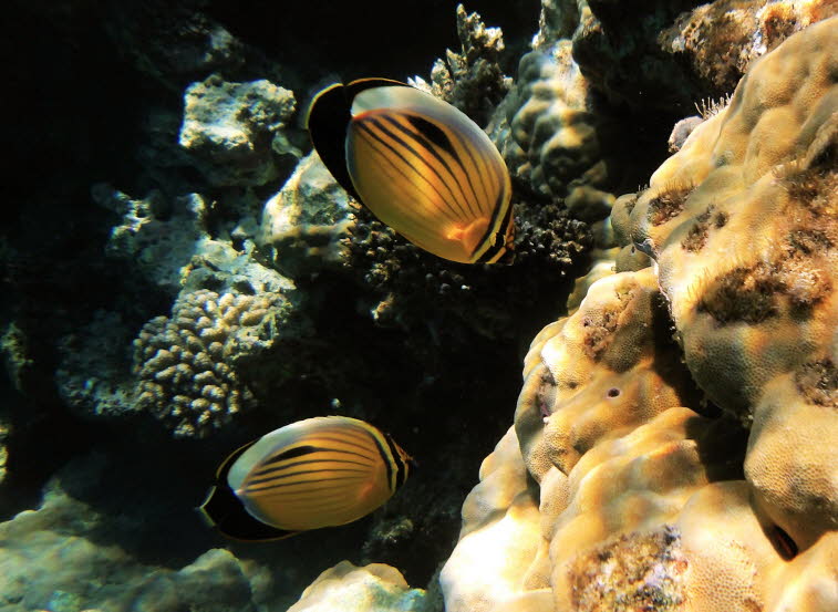 Rotmeer-Rippen-Falterfisch (Chaetodon austriacus)