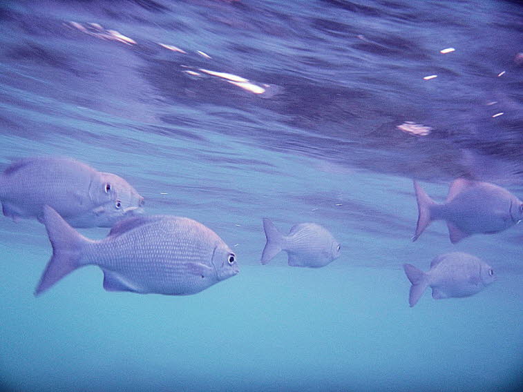 Rotmeer-Rippen-Falterfisch (Chaetodon austriacus), der im Englischen auch als Blacktail Butterflyfish bekannt ist. Aussehen: Er hat einen gelblichen, seitlich abgeflachten K�rper mit feinen dunklen L�ngsstreifen, einen dunklen Schwanzbereich und eine mark