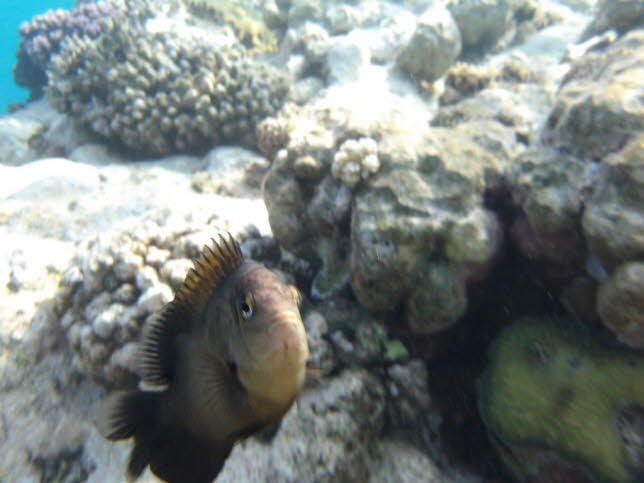 Scherenschwanz-Sergeant: Scherenschwanz-Sergeant Verbreitung: vom Roten Meer und Ostafrika bis Sdjapan, den Tuamotu-Inseln und Lord Howe