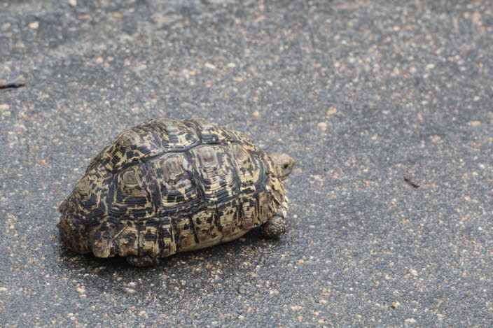Schildkrten haben sich den unterschiedlichsten Biotopen und kologischen Nischen angepasst
