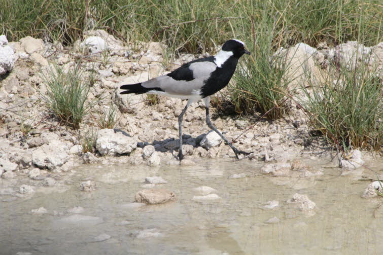 Schmiede- oder Waffenkiebitz: Ein eleganter grau-schwarz-weier Kiebitz mit weier Krone und schwarzem Gesicht und Brust. Jungvgel sind meist brunlich. Er ist ein hufiger Brutvogel, der stark an Feuchtgebiete gebunden ist, sich aber auch in berschwemm